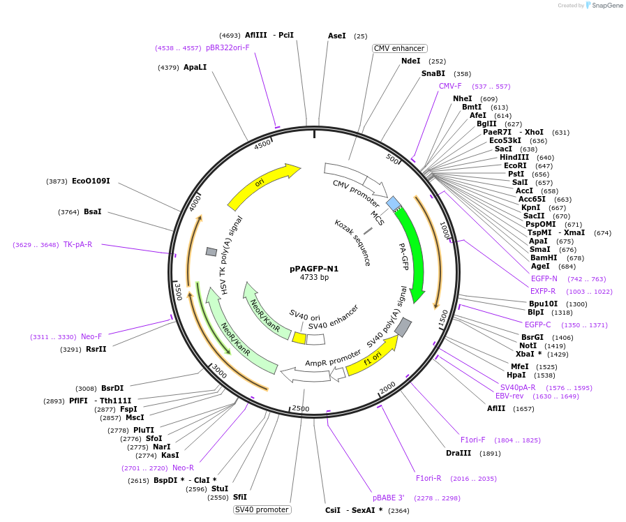 11909-plasmid-map-sequence-id-220581