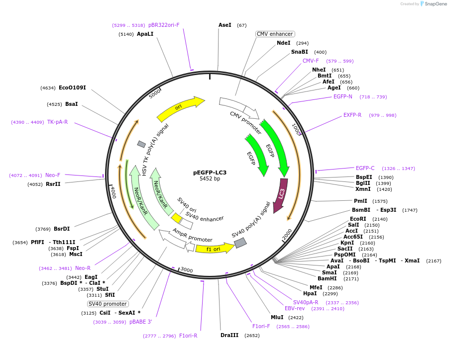 21073-plasmid-map-sequence-id-220582