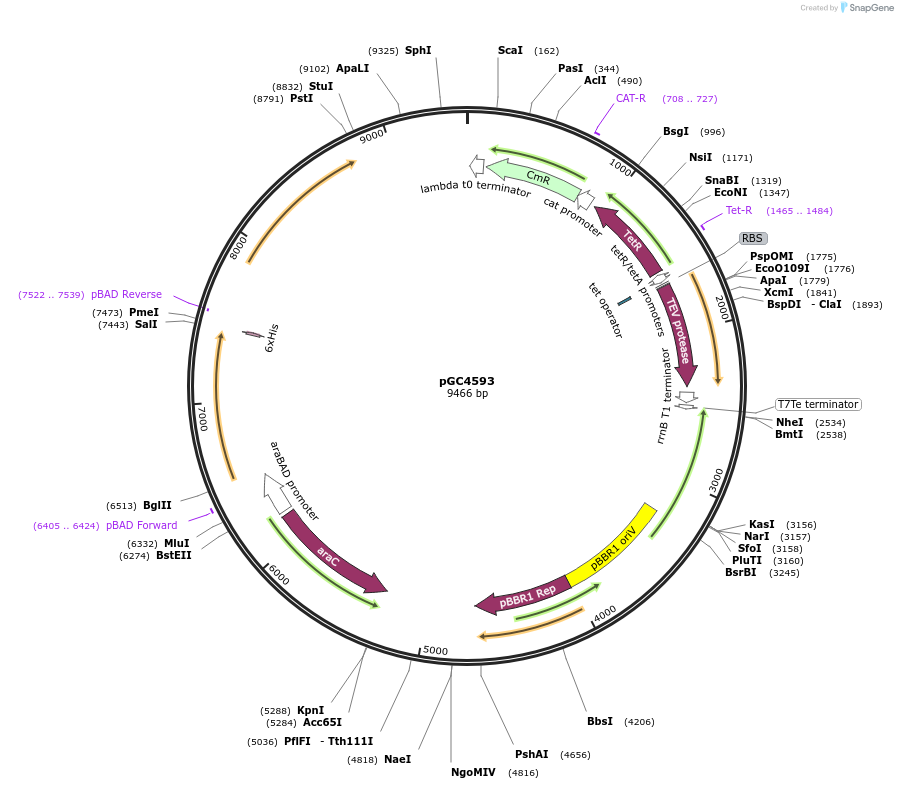 110206-plasmid-map-sequence-id-220584