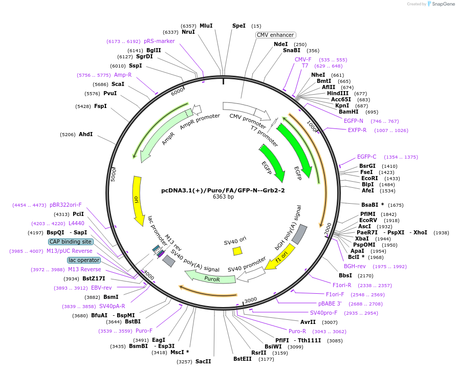 112837-plasmid-map-sequence-id-220589