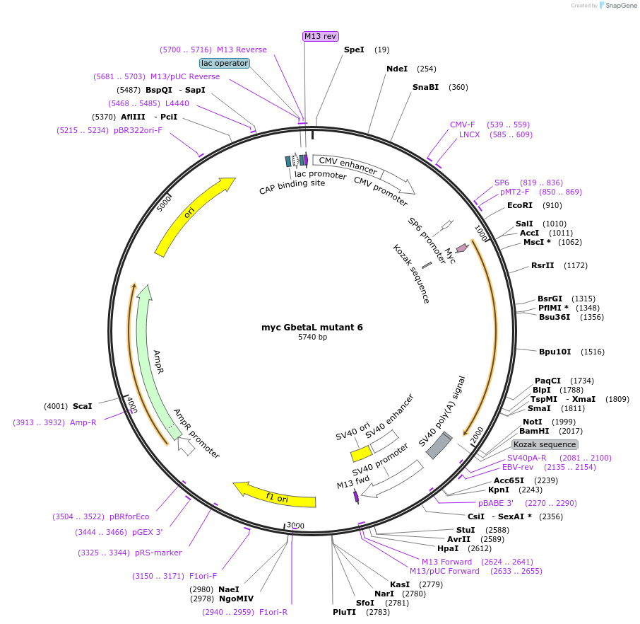 8480-plasmid-map-sequence-id-220590