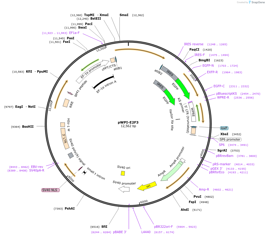 114298-plasmid-map-sequence-id-220591