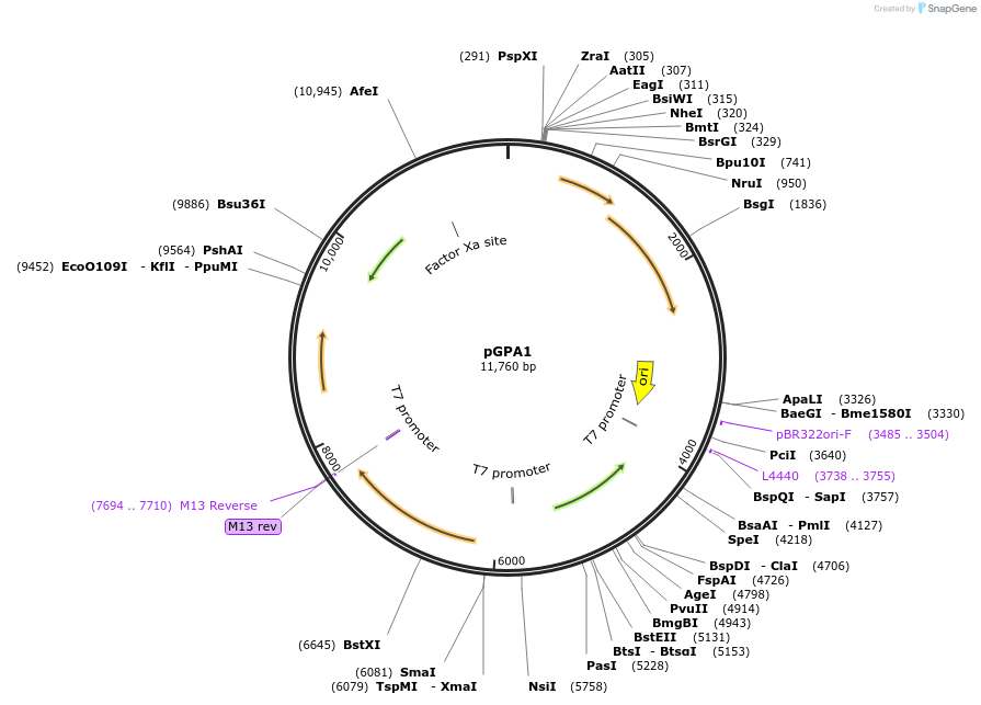 115476-plasmid-map-sequence-id-220594
