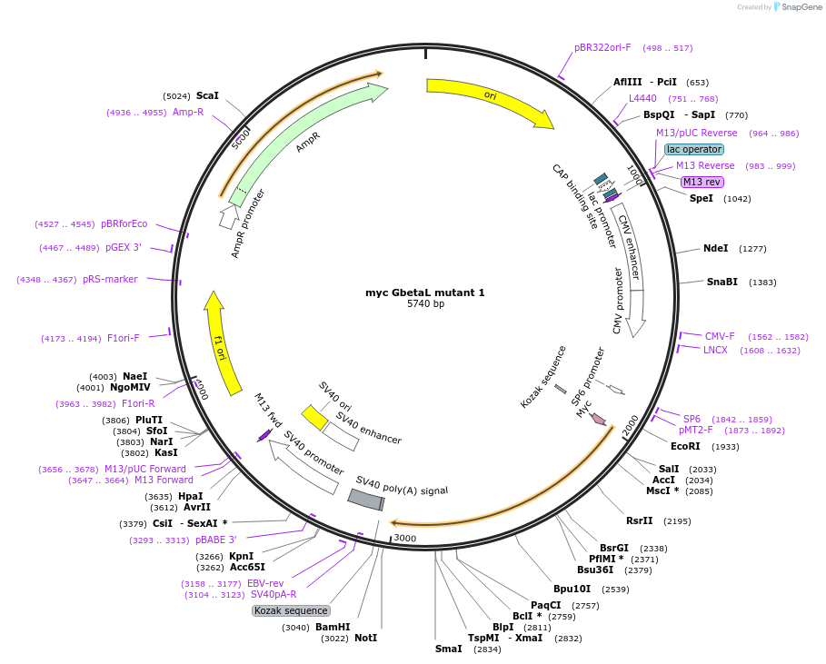 8477-plasmid-map-sequence-id-220600