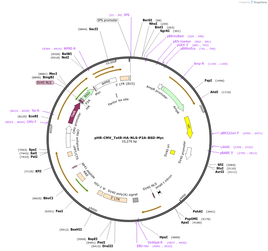 113899-plasmid-map-sequence-id-220602
