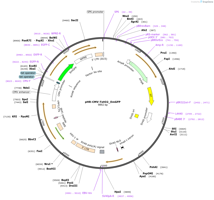 113892-plasmid-map-sequence-id-220605