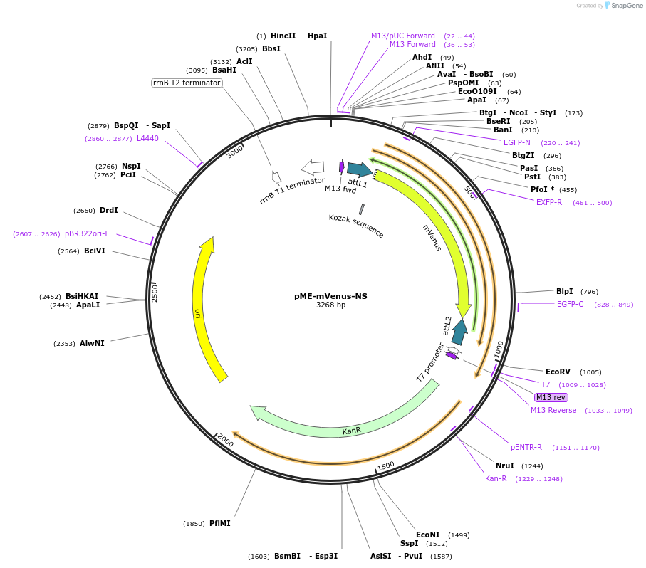 80497-plasmid-map-sequence-id-220619