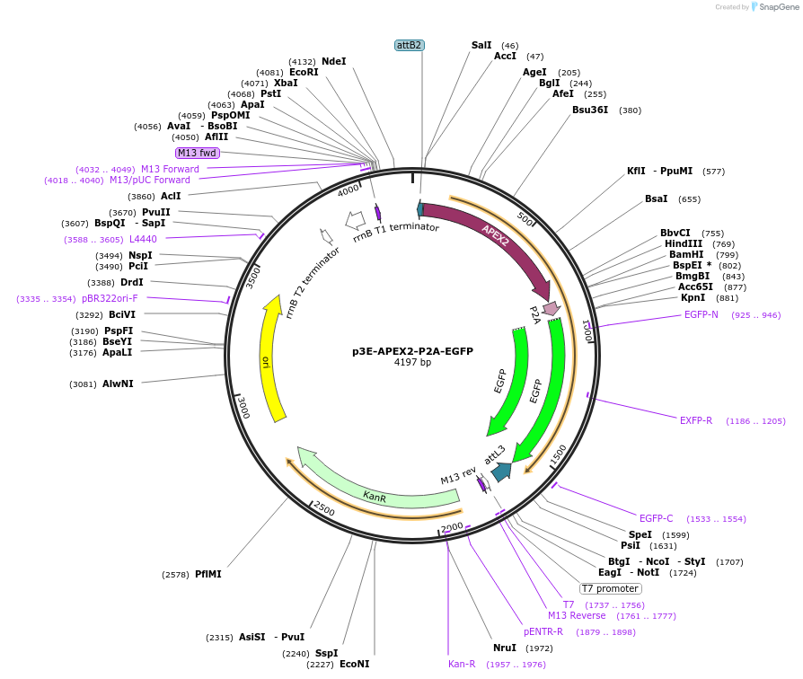 108896-plasmid-map-sequence-id-220627
