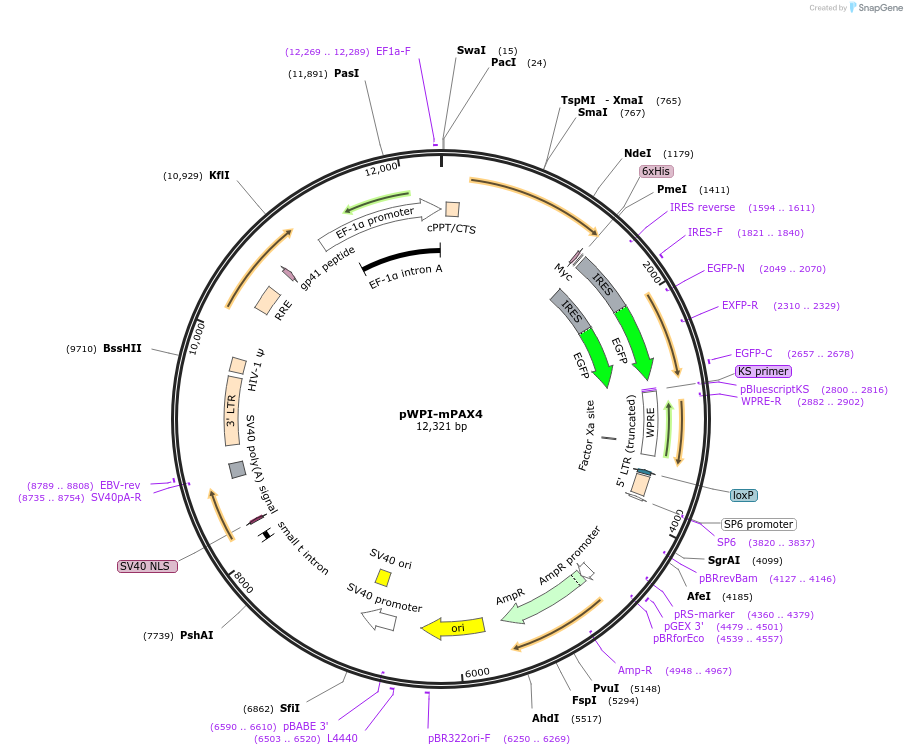 114306-plasmid-map-sequence-id-220634