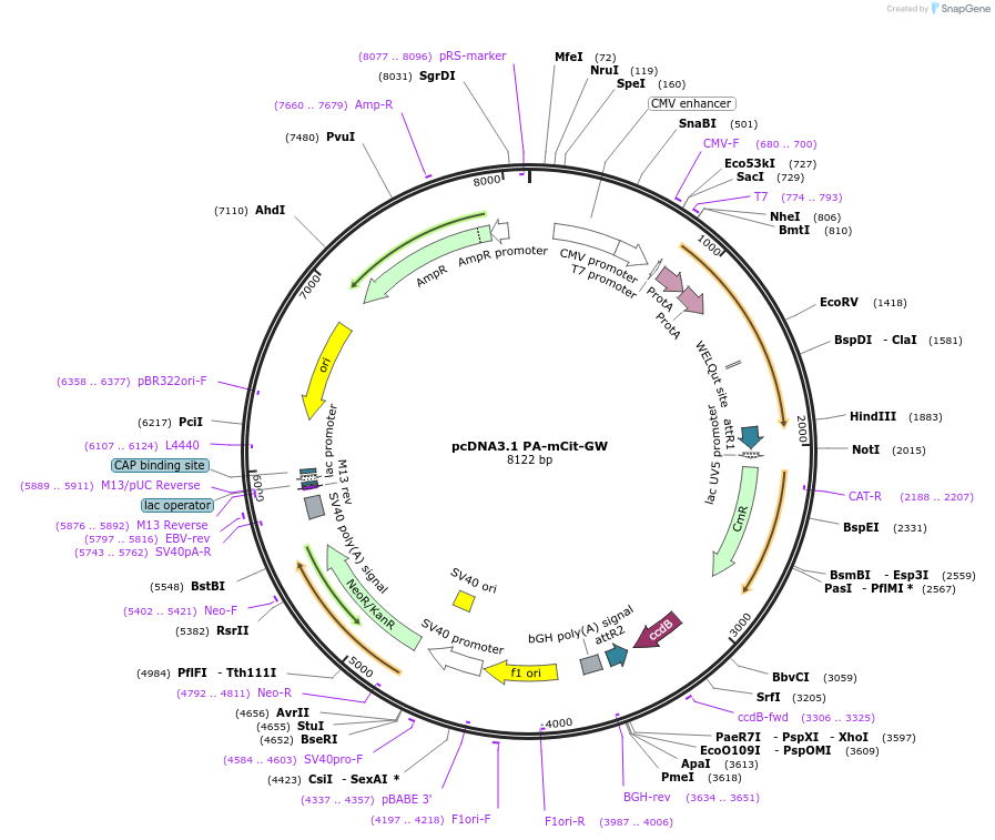 113448-plasmid-map-sequence-id-220639