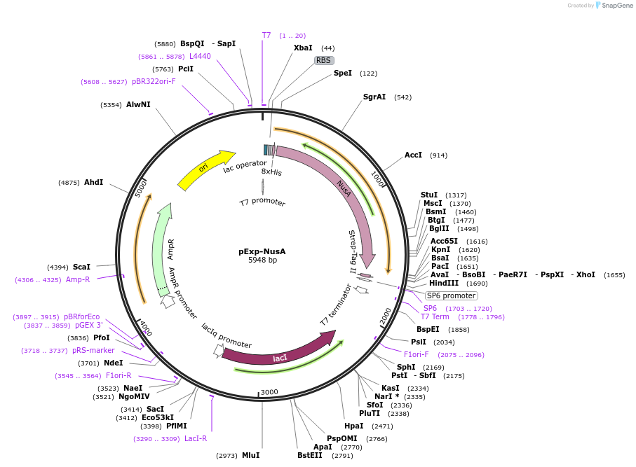 112571-plasmid-map-sequence-id-220666