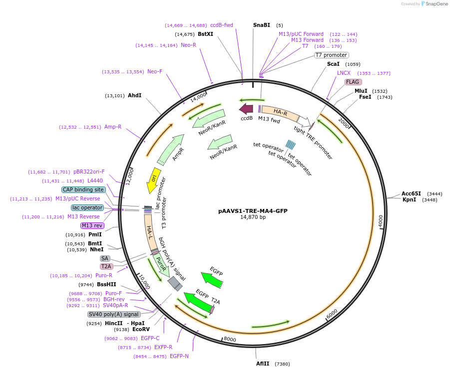 114380-plasmid-map-sequence-id-220669