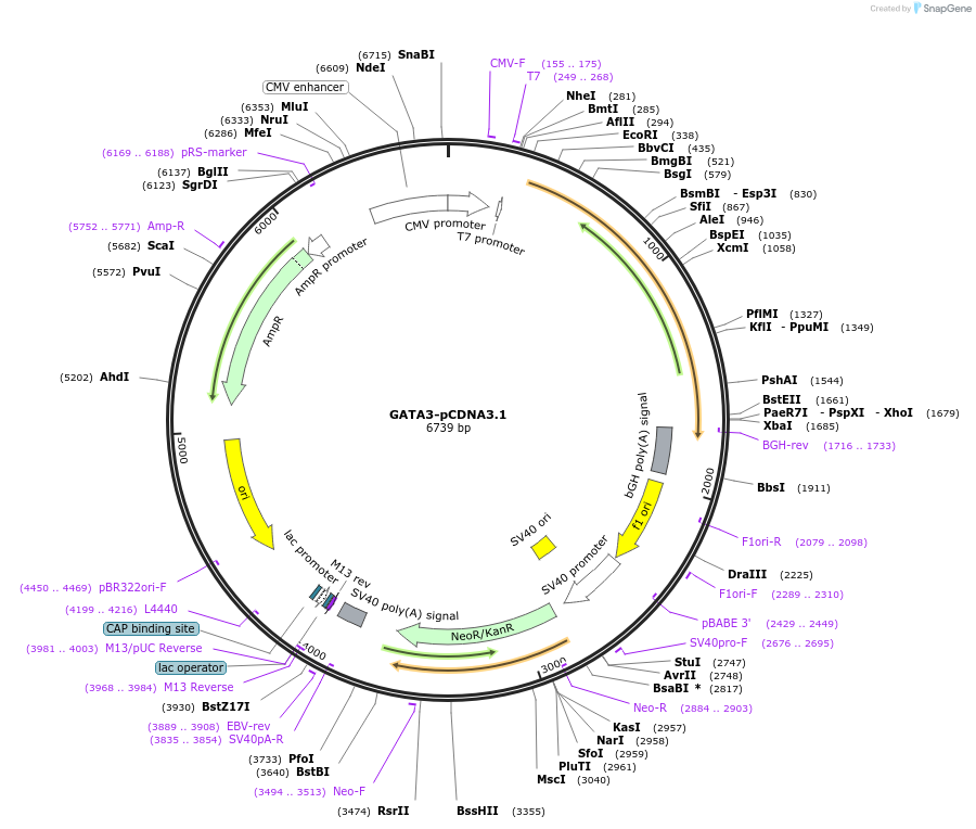 115271-plasmid-map-sequence-id-220672