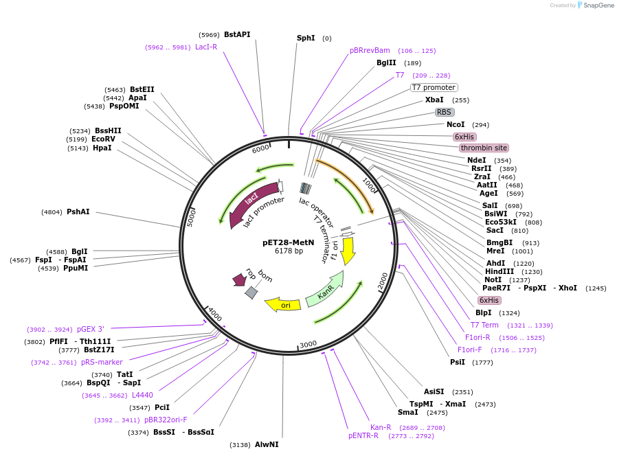 114458-plasmid-map-sequence-id-220763