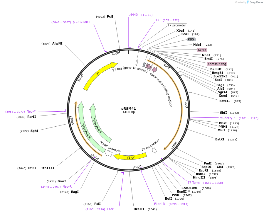 113940-plasmid-map-sequence-id-220795