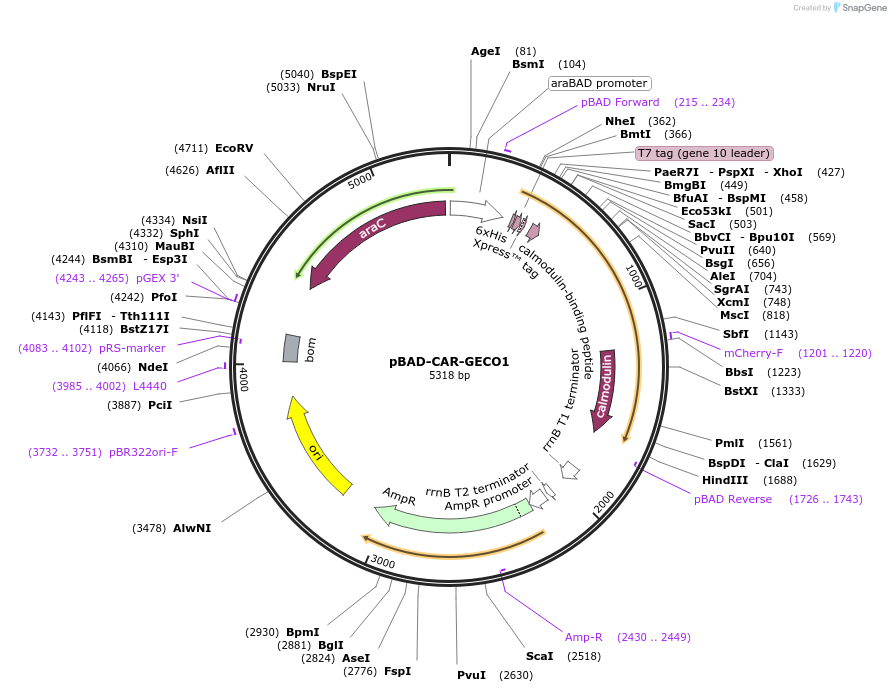 113939-plasmid-map-sequence-id-220800