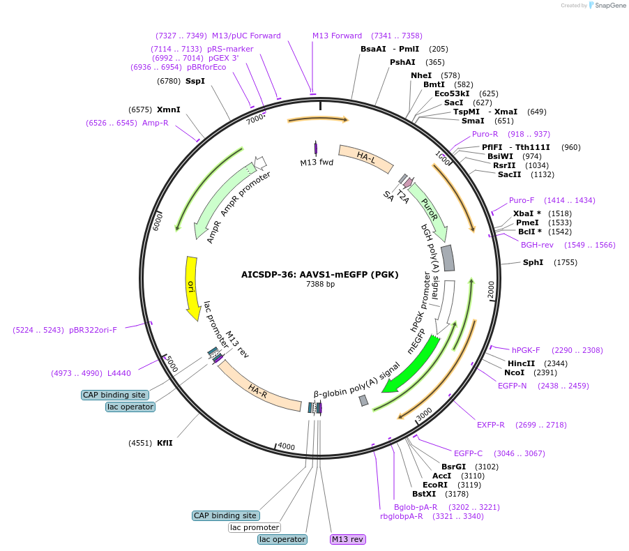 114404-plasmid-map-sequence-id-220815