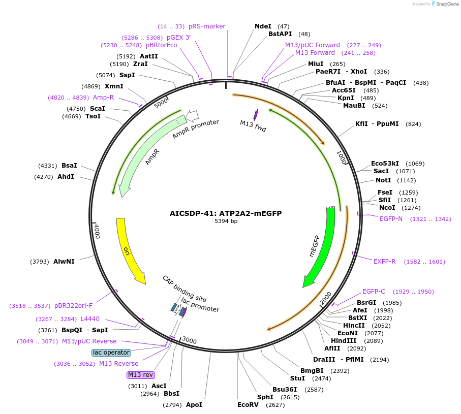 114405-plasmid-map-sequence-id-220830