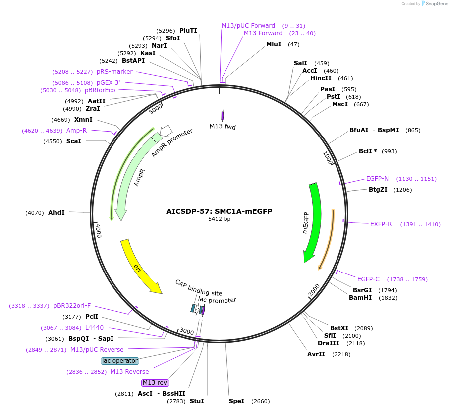 114406-plasmid-map-sequence-id-220833