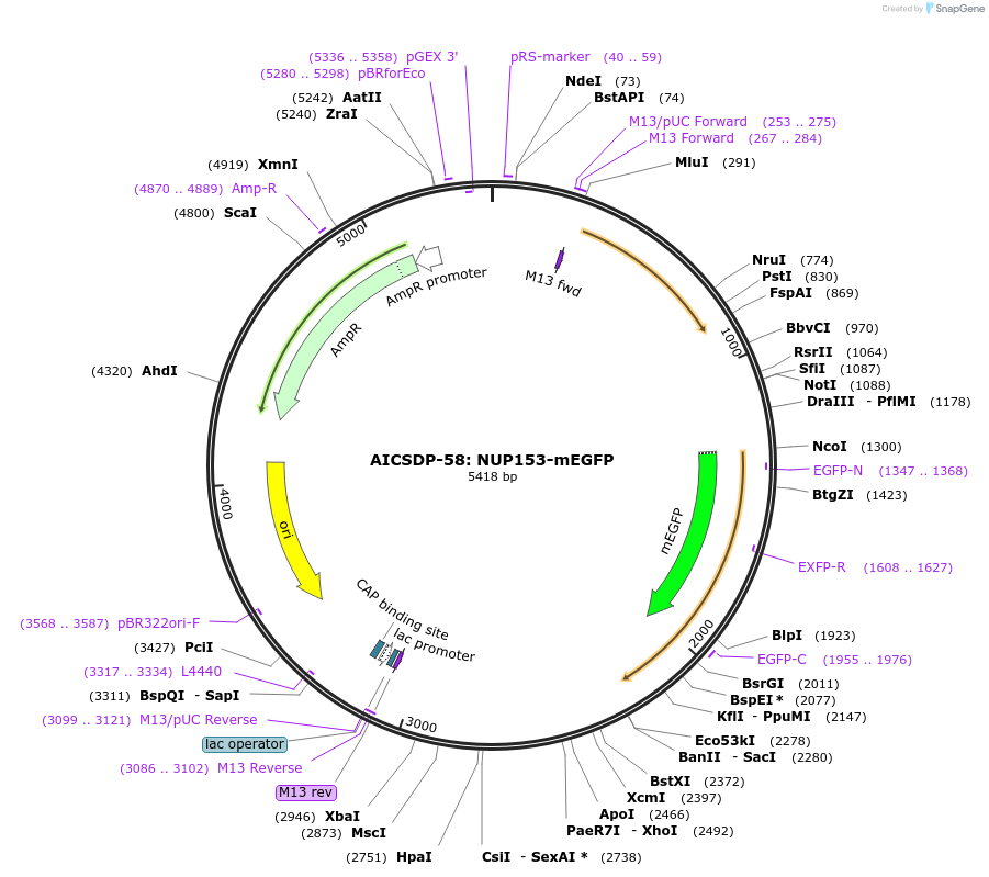 114407-plasmid-map-sequence-id-220837