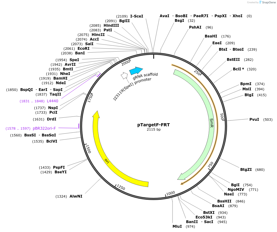 113637-plasmid-map-sequence-id-220868