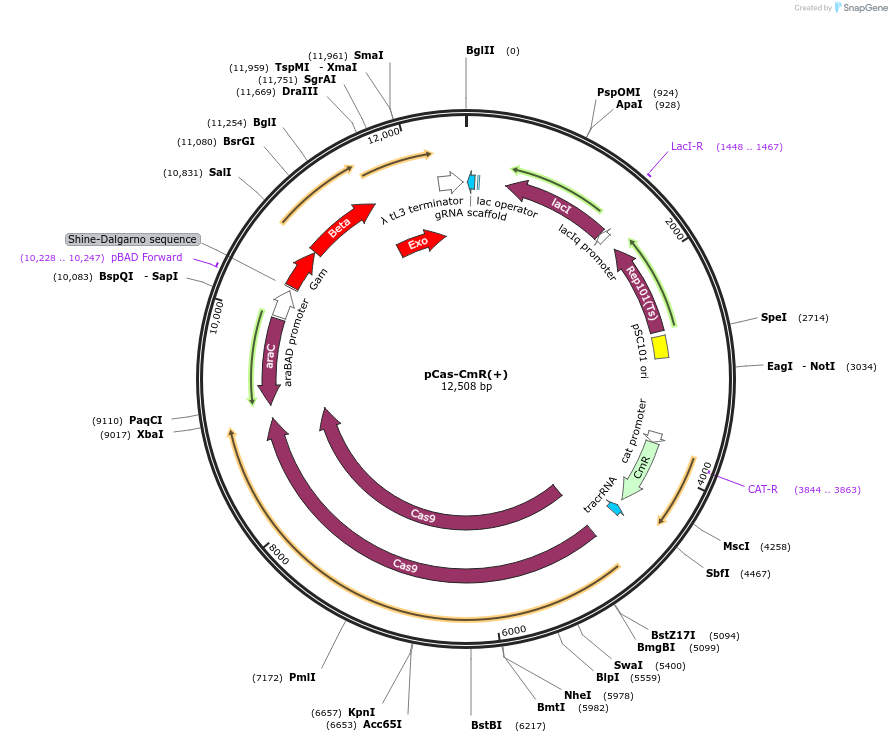 113633-plasmid-map-sequence-id-220869