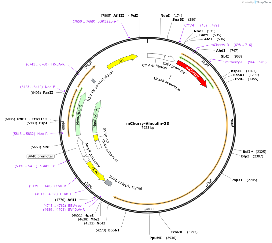 55159-plasmid-map-sequence-id-220874