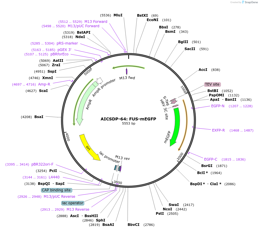114410-plasmid-map-sequence-id-220875
