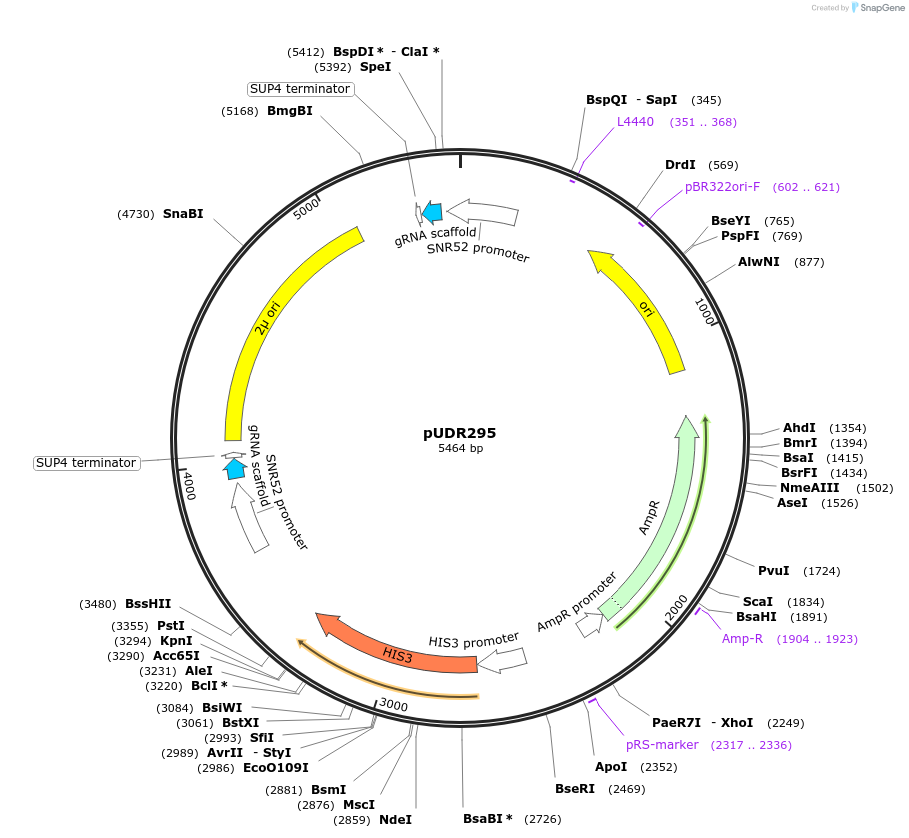 113874-plasmid-map-sequence-id-220879