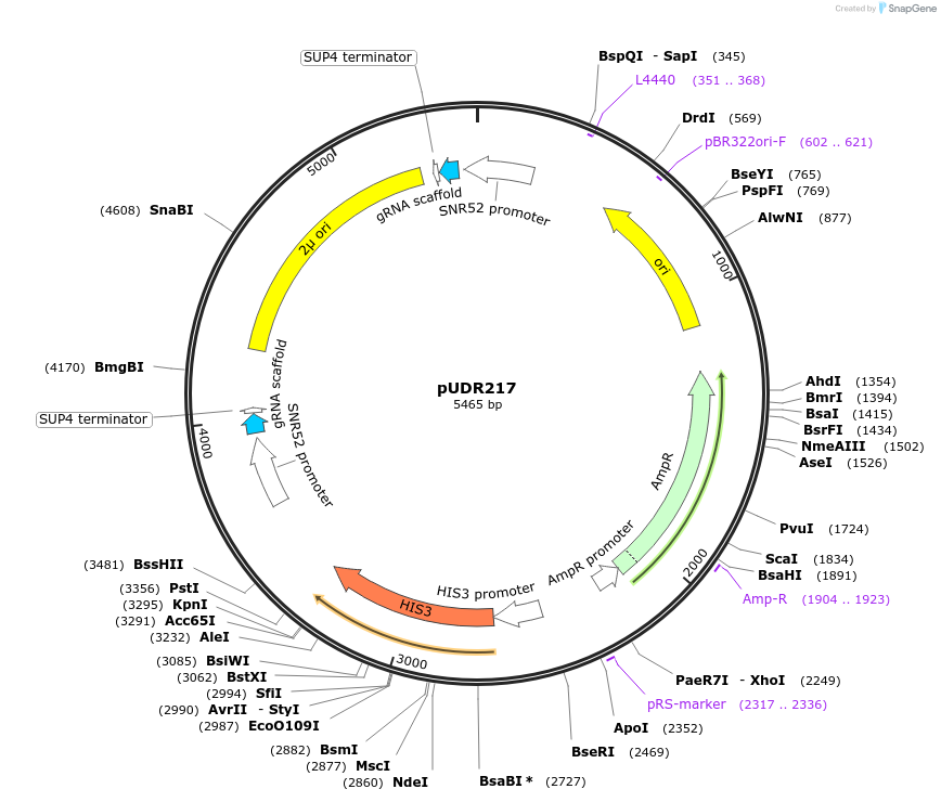 113872-plasmid-map-sequence-id-220882