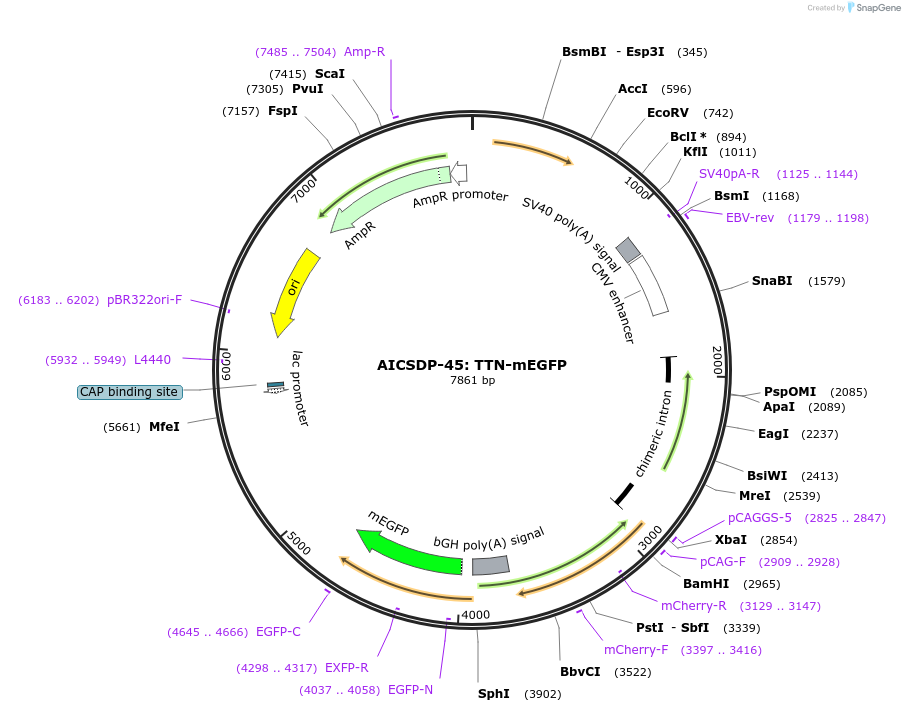 114412-plasmid-map-sequence-id-220885