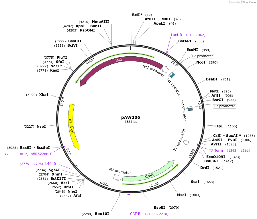 113246-plasmid-map-sequence-id-220894