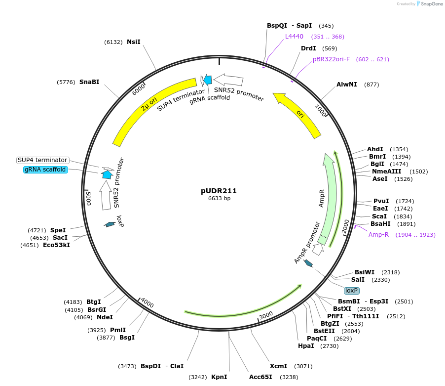 113870-plasmid-map-sequence-id-220904