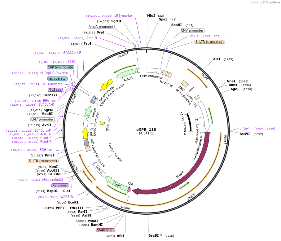113667-plasmid-map-sequence-id-220921