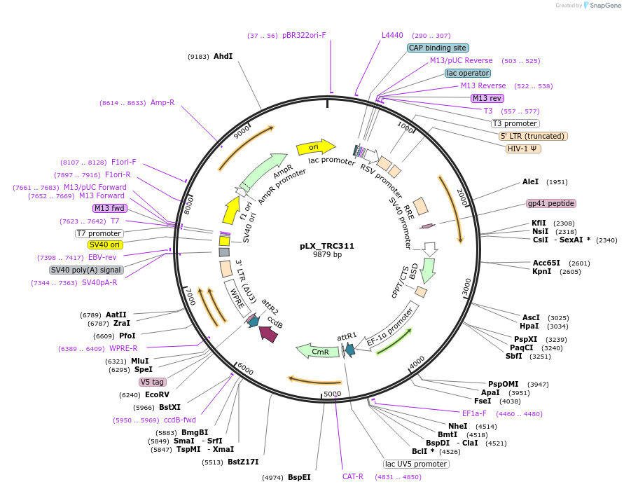 113668-plasmid-map-sequence-id-220922