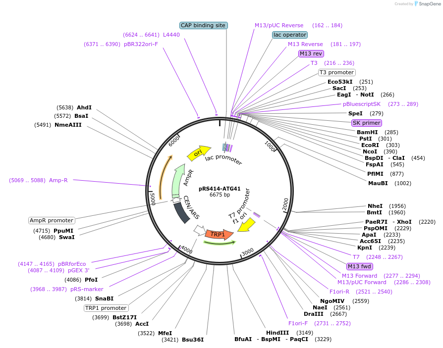 113080-plasmid-map-sequence-id-220923