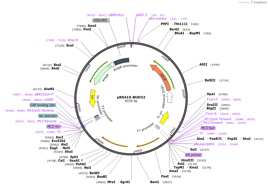 10991-plasmid-map-sequence-id-220924