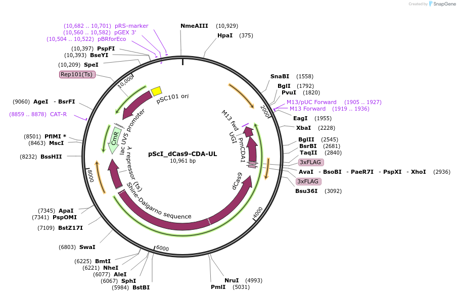 108551-plasmid-map-sequence-id-220946