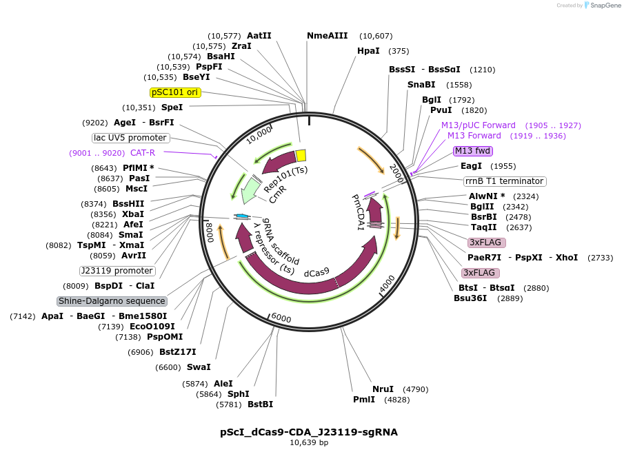 108550-plasmid-map-sequence-id-220955