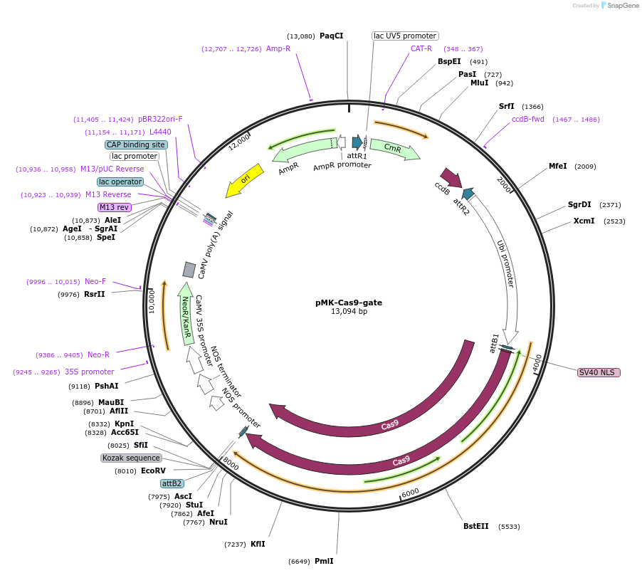 113743-plasmid-map-sequence-id-220965