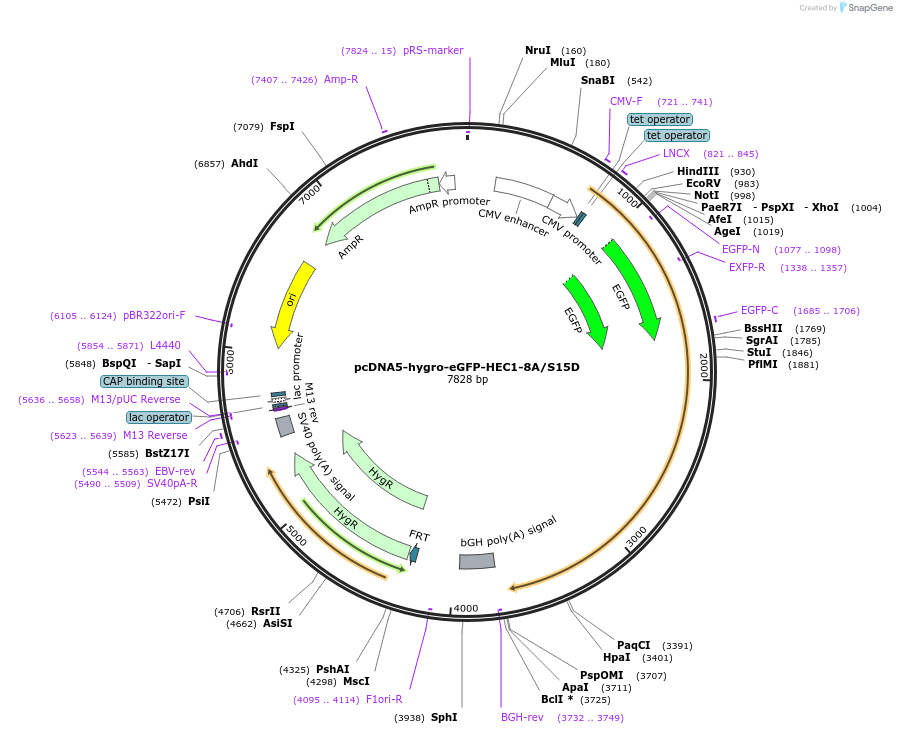 114031-plasmid-map-sequence-id-220971