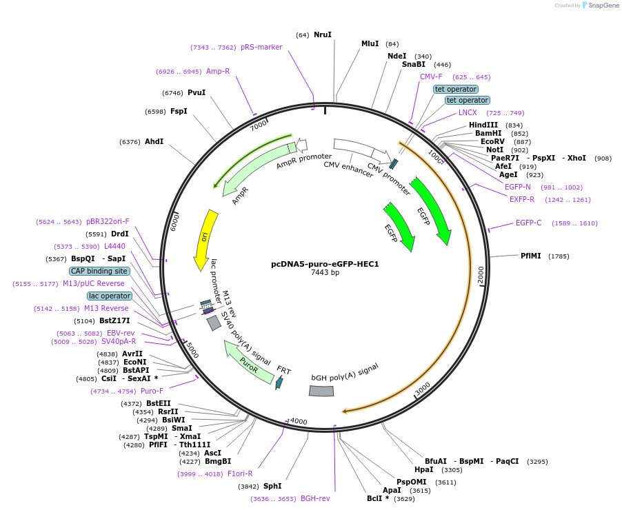 114022-plasmid-map-sequence-id-220985