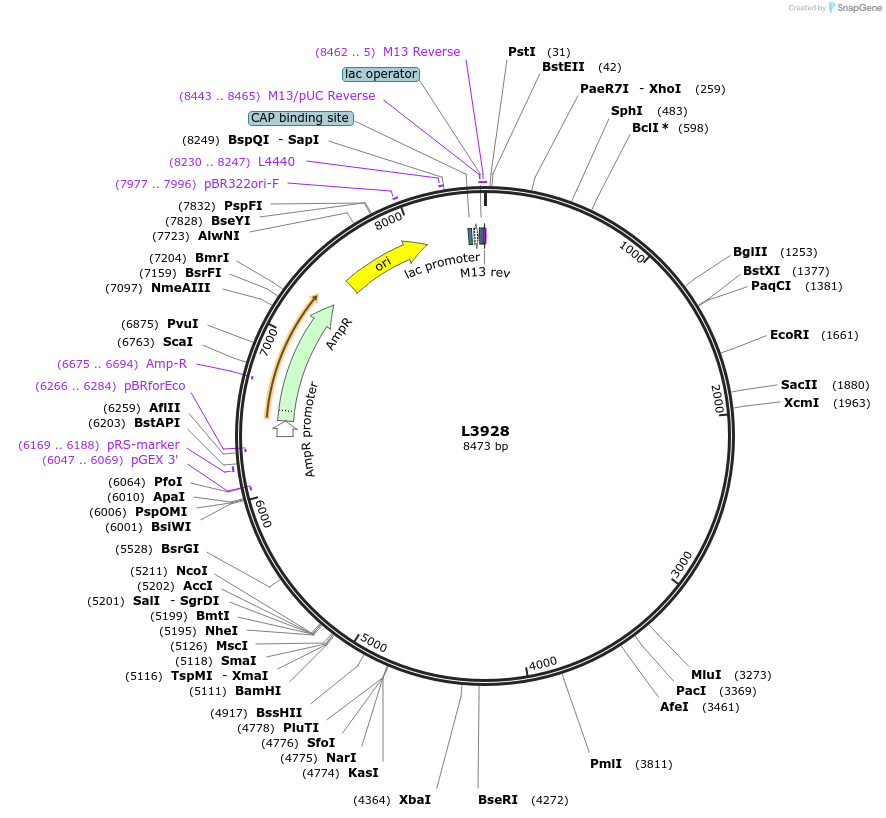 1611-plasmid-map-sequence-id-221