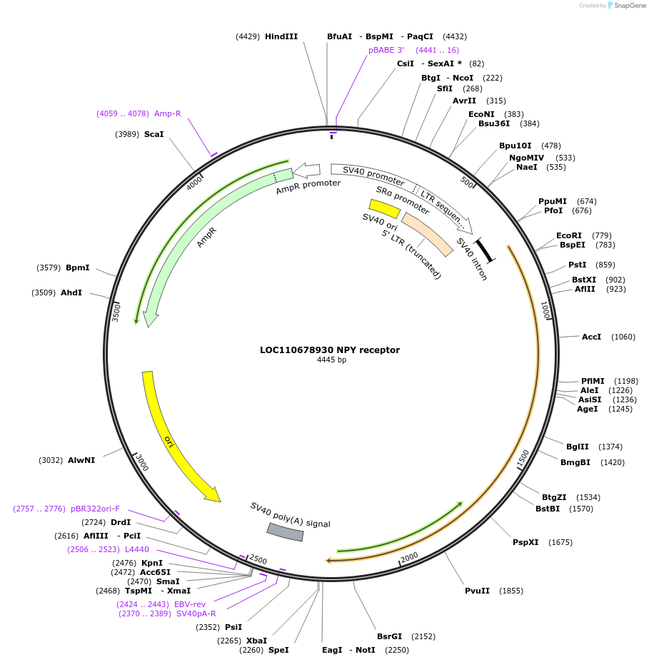 115379-plasmid-map-sequence-id-221008