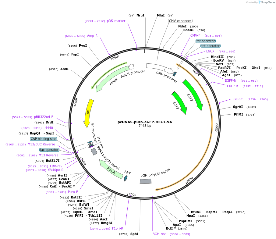 114023-plasmid-map-sequence-id-221015