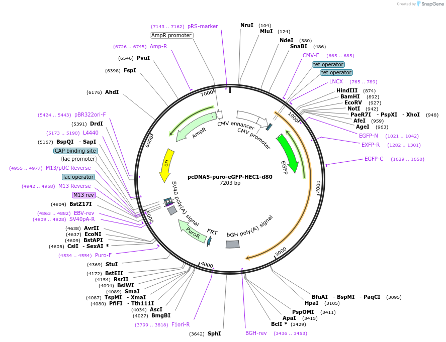 114025-plasmid-map-sequence-id-221024