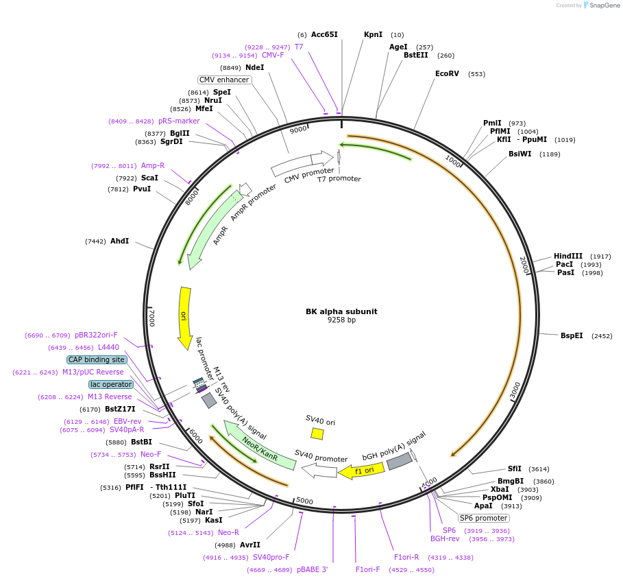 113566-plasmid-map-sequence-id-221025