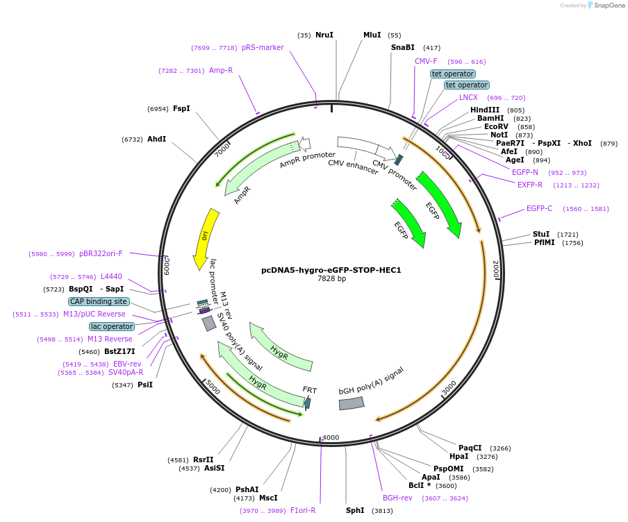 114026-plasmid-map-sequence-id-221030