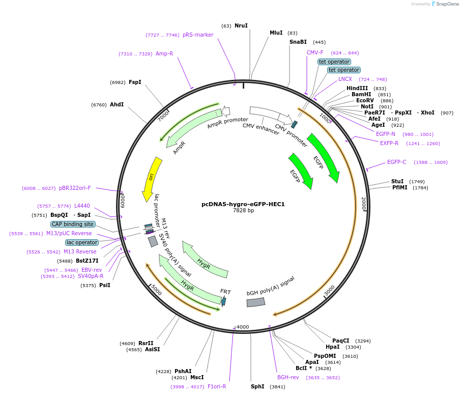 114027-plasmid-map-sequence-id-221035