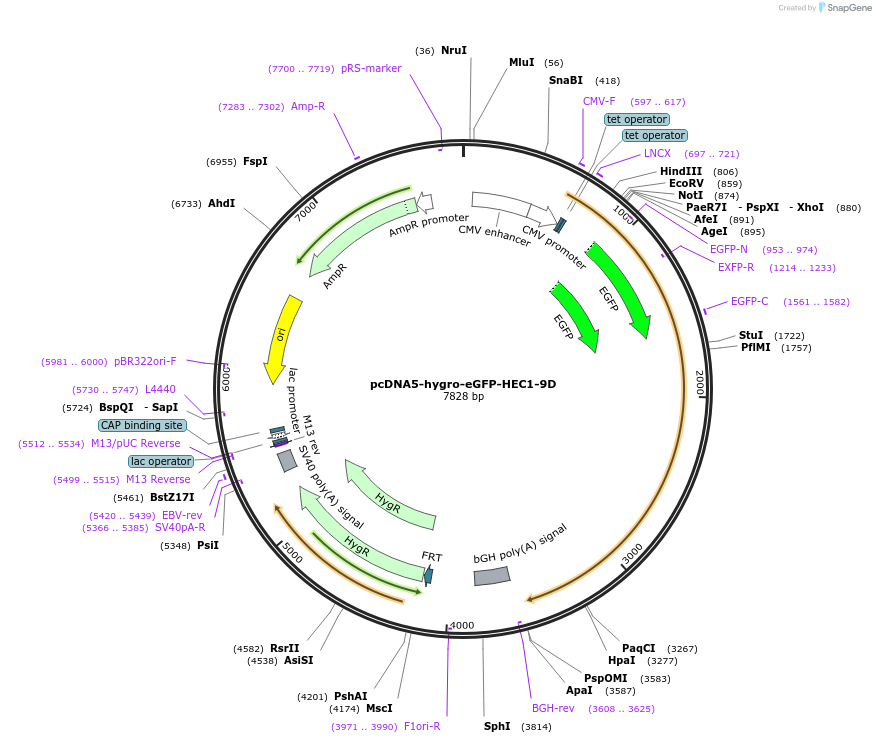 114029-plasmid-map-sequence-id-221043